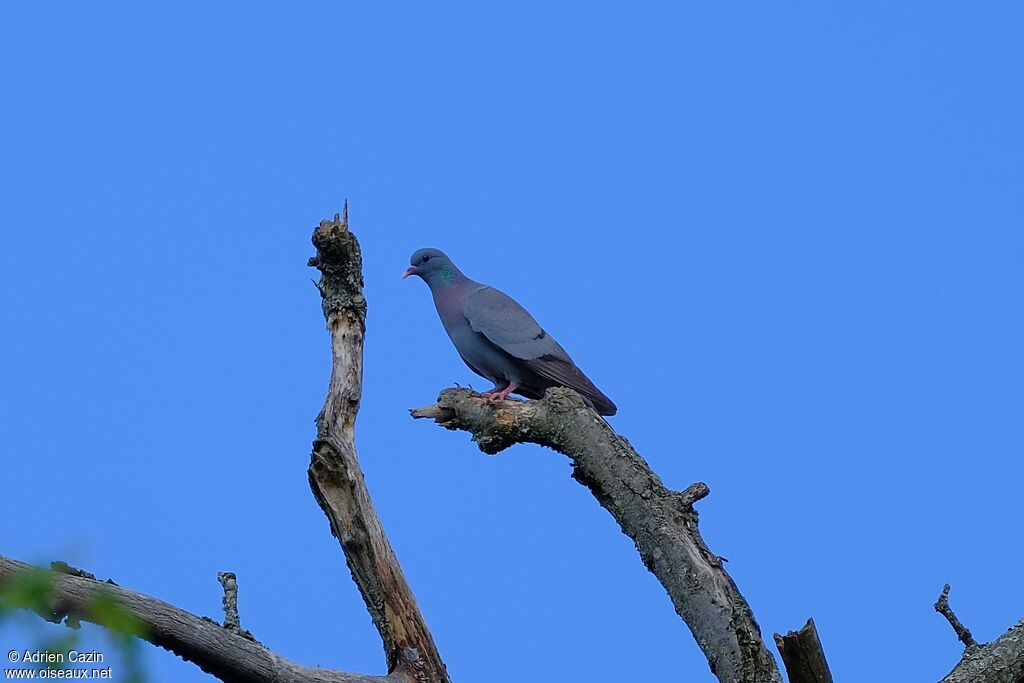 Pigeon colombinadulte