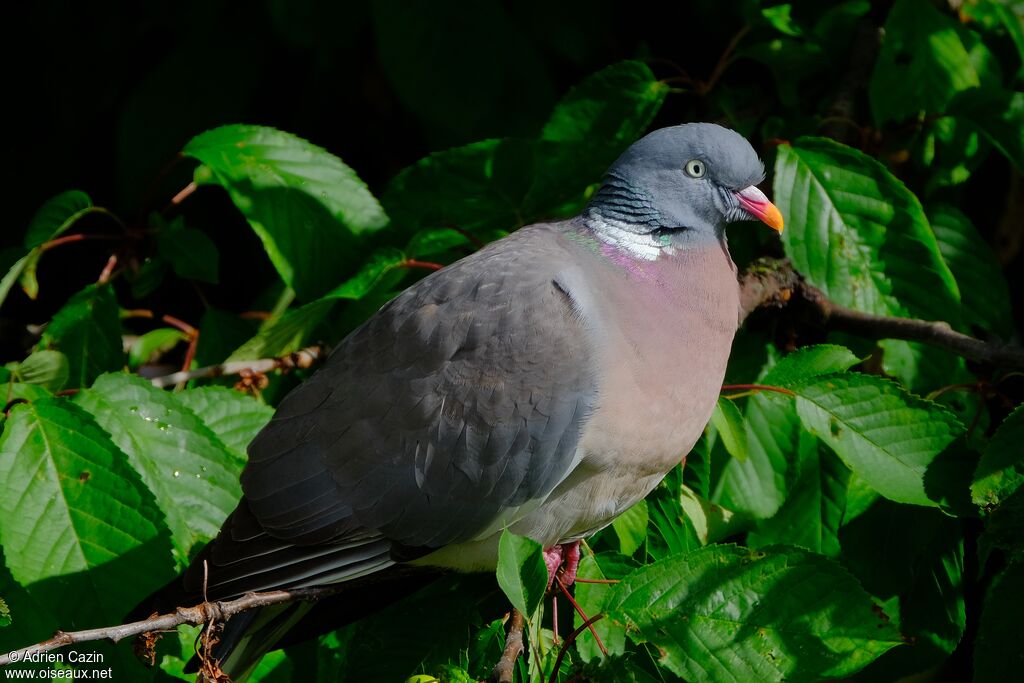 Common Wood Pigeonadult, identification