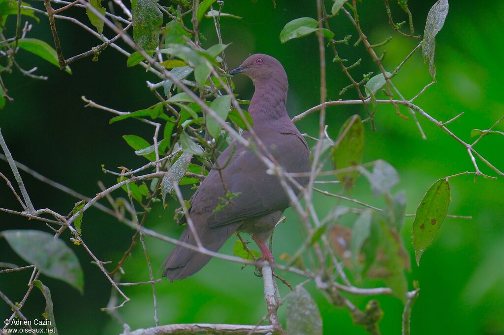 Pigeon vineuxadulte