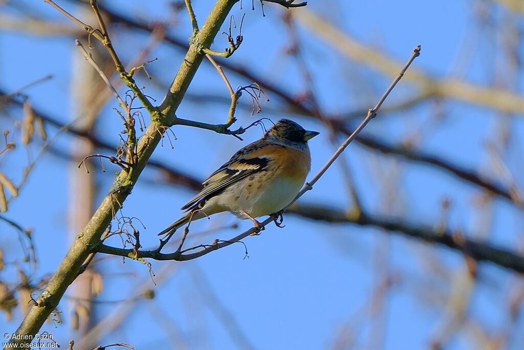 Brambling male adult post breeding