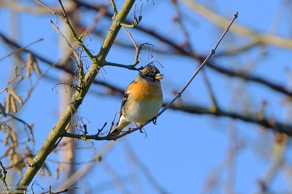 Brambling male adult post breeding