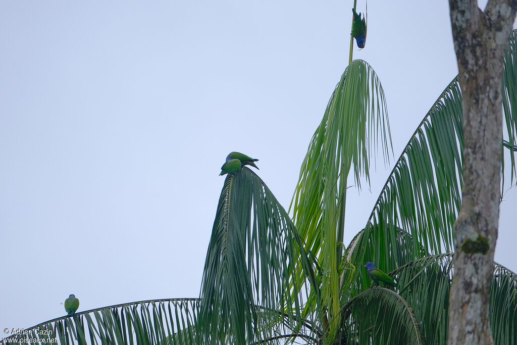 Pione à tête bleue