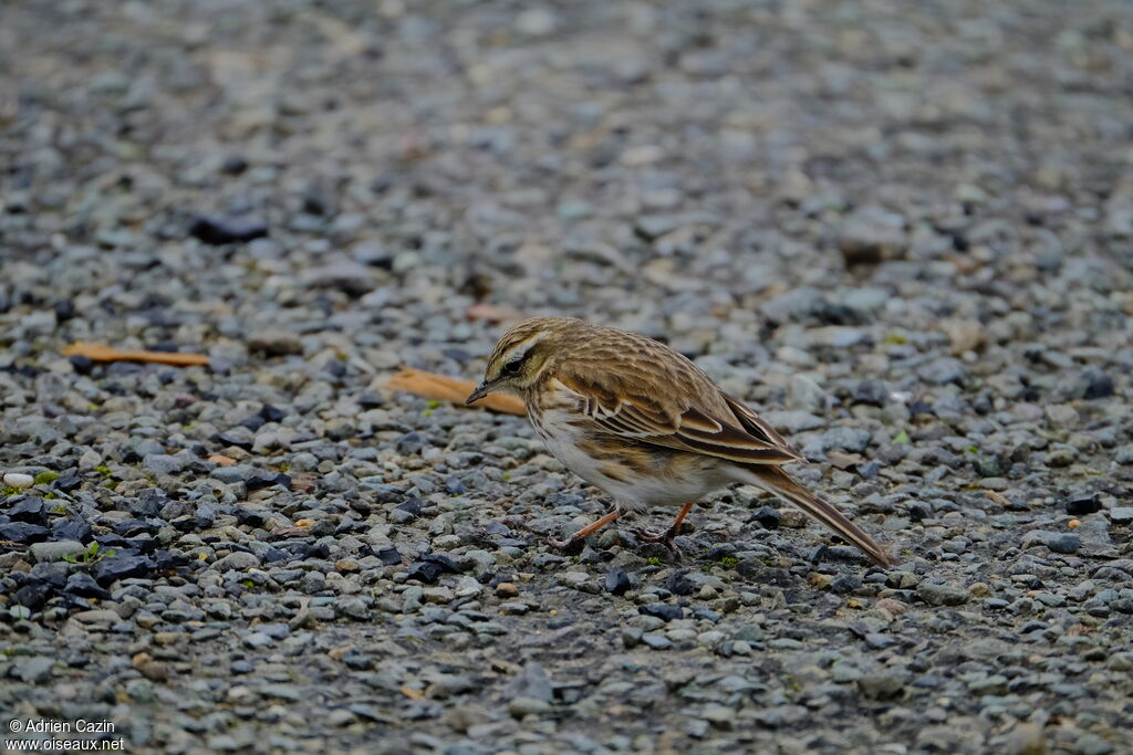 Pipit australadulte