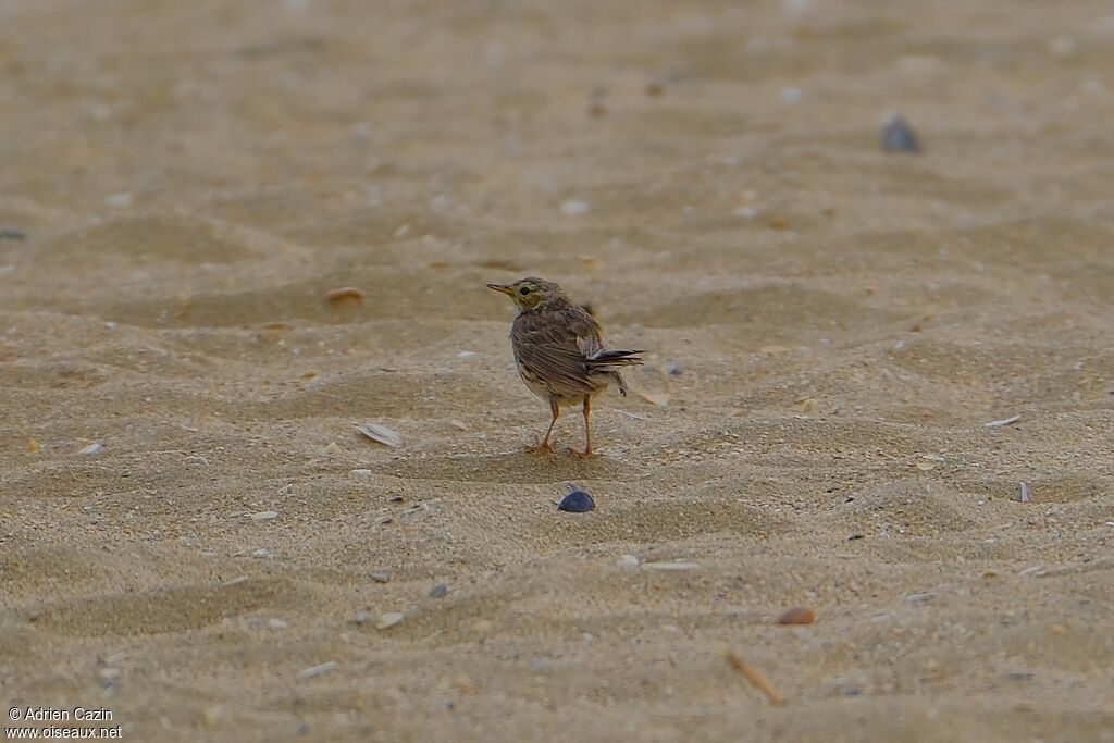 Pipit farlouse