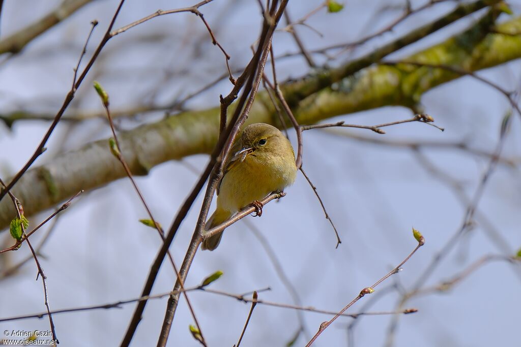Willow Warblerjuvenile, eats