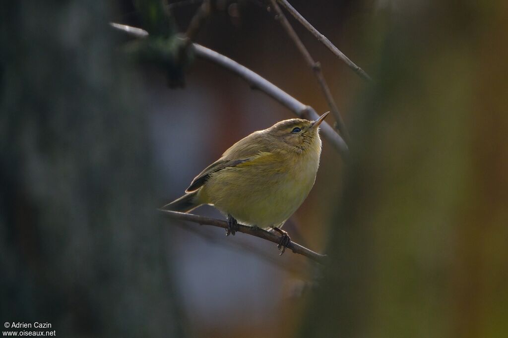 Common Chiffchaffadult, identification
