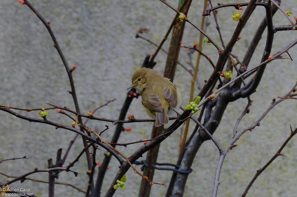 Common Chiffchaffadult, identification