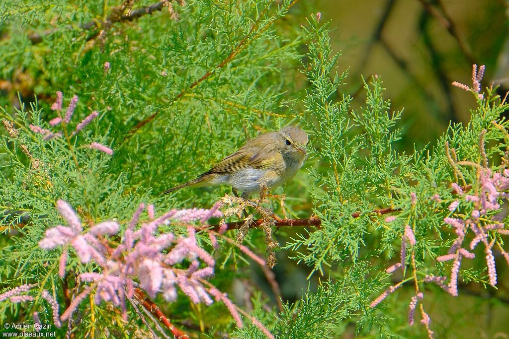 Common Chiffchaffadult transition