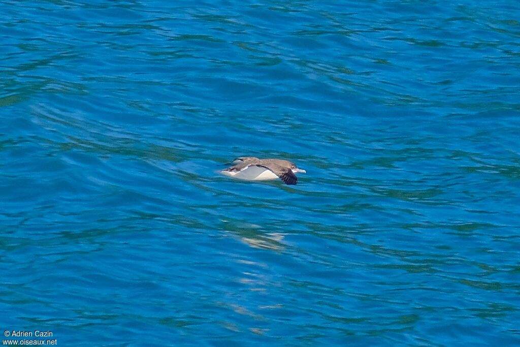 Hutton's Shearwater, Flight