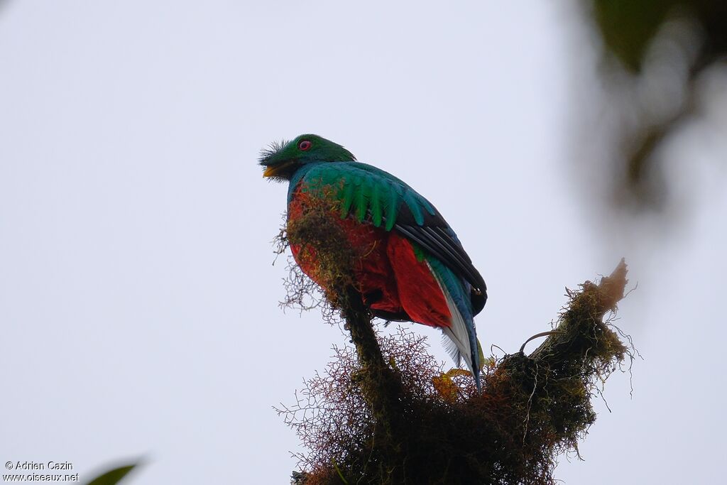 Quetzal antisien mâle adulte, identification