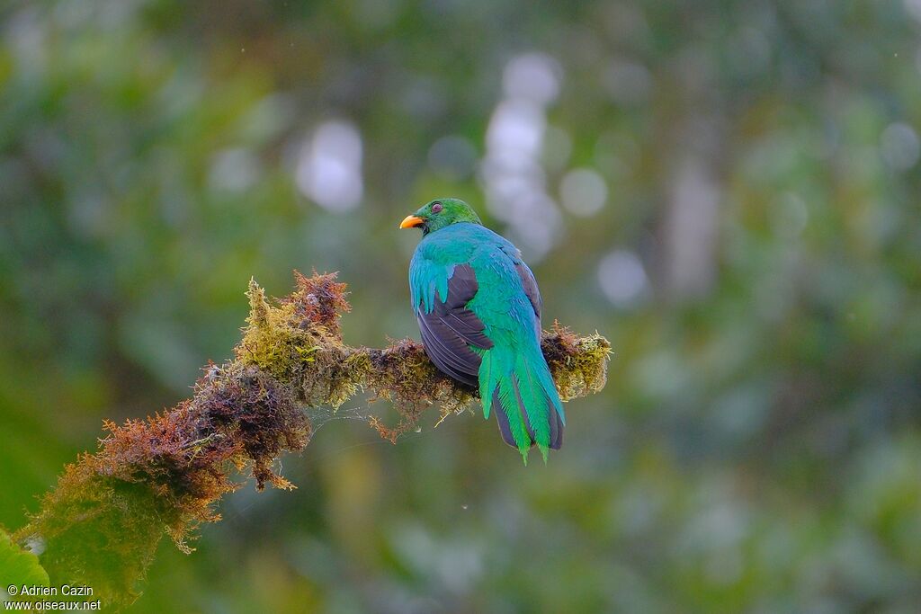 Quetzal doré mâle adulte