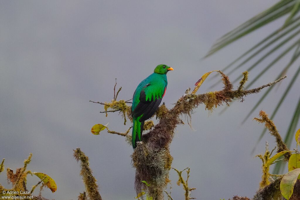 Quetzal doré mâle adulte