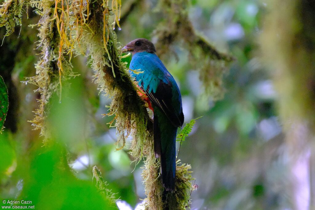Quetzal doré femelle adulte