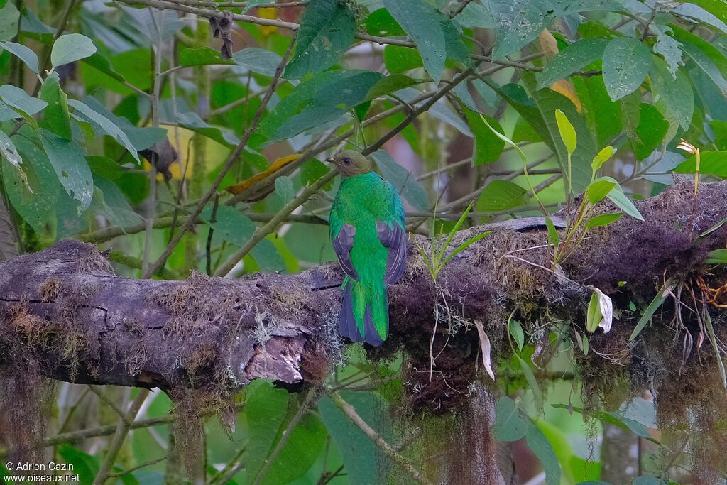 Quetzal doré femelle adulte