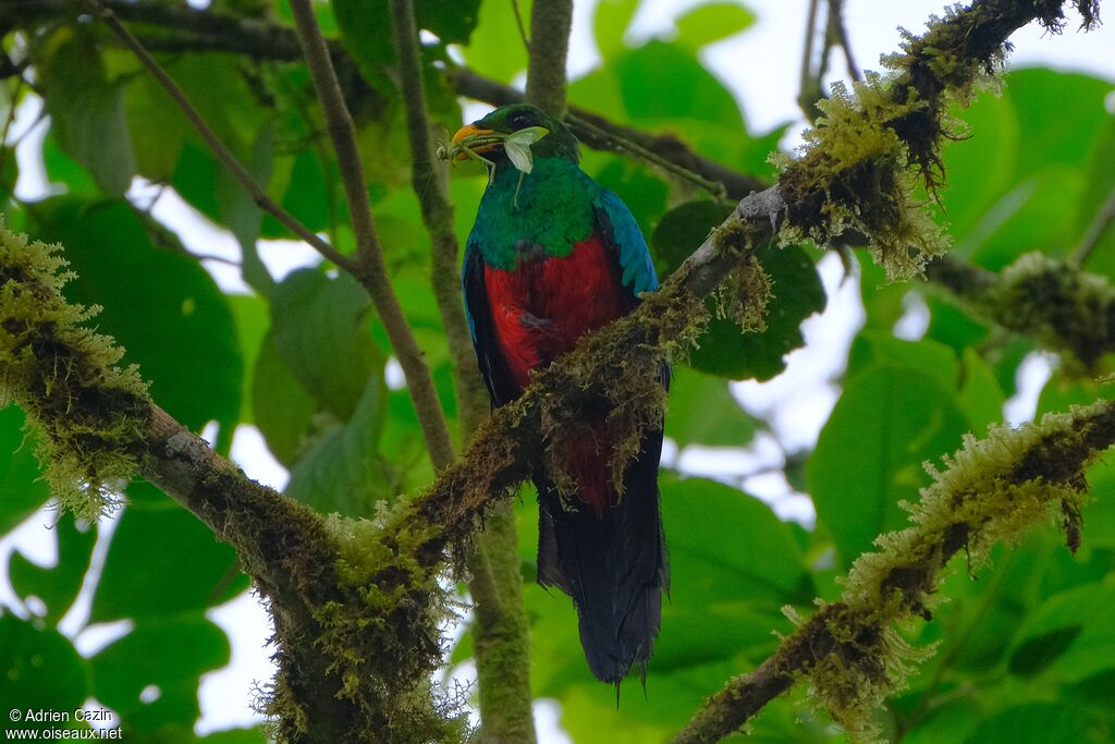 Quetzal doré mâle adulte, régime