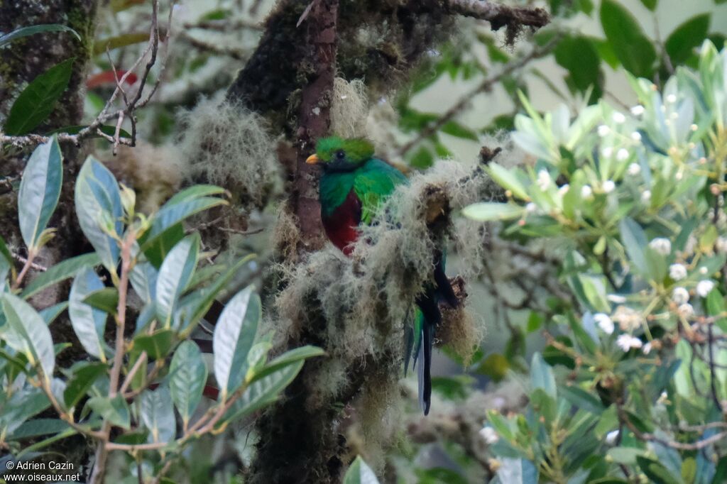 Resplendent Quetzal male adult post breeding, identification