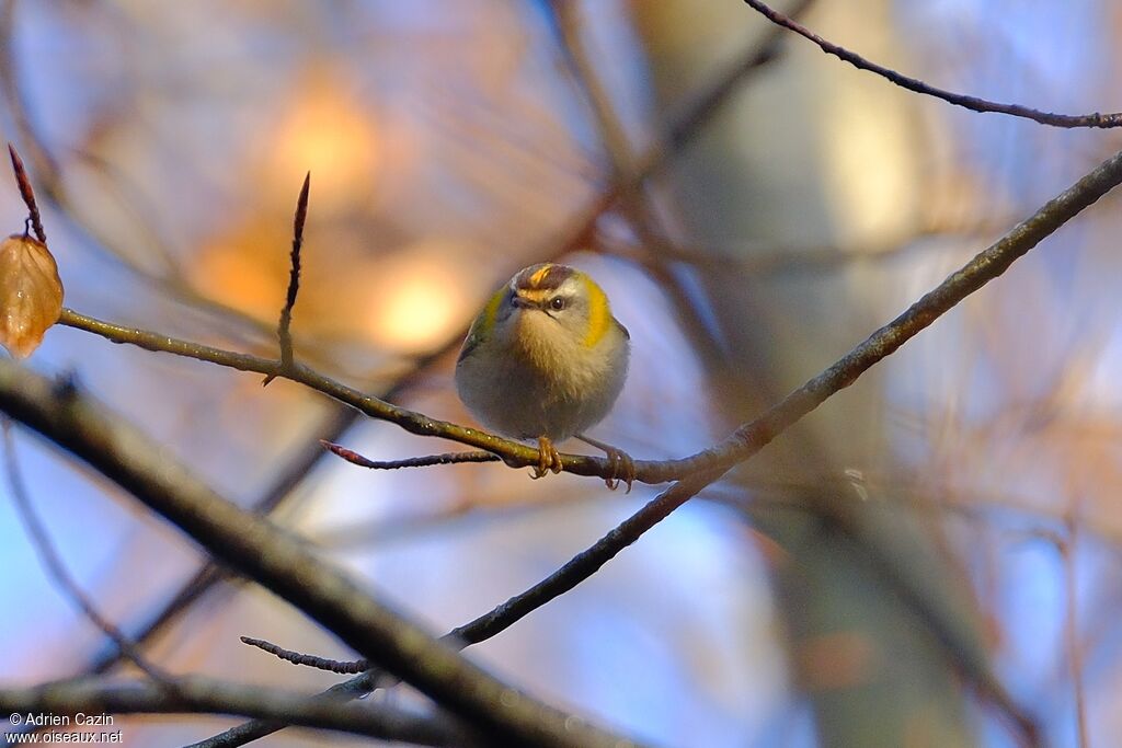 Common Firecrestadult