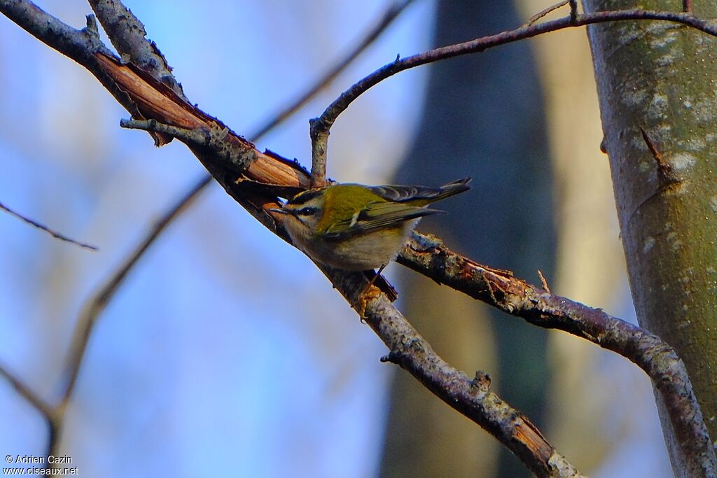 Common Firecrestadult
