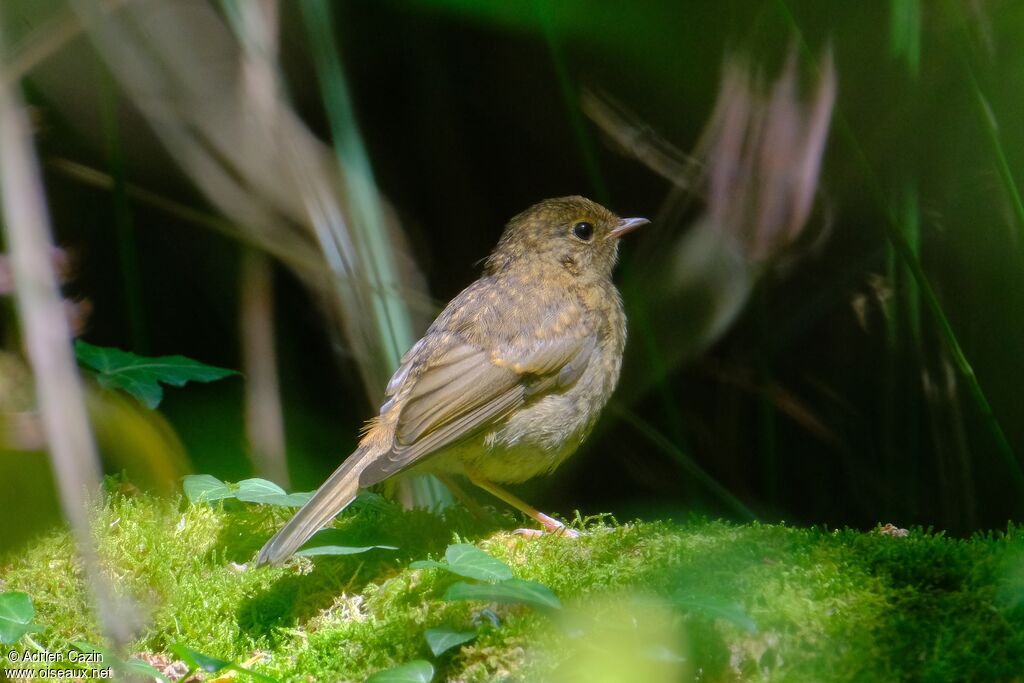 European Robinjuvenile, identification