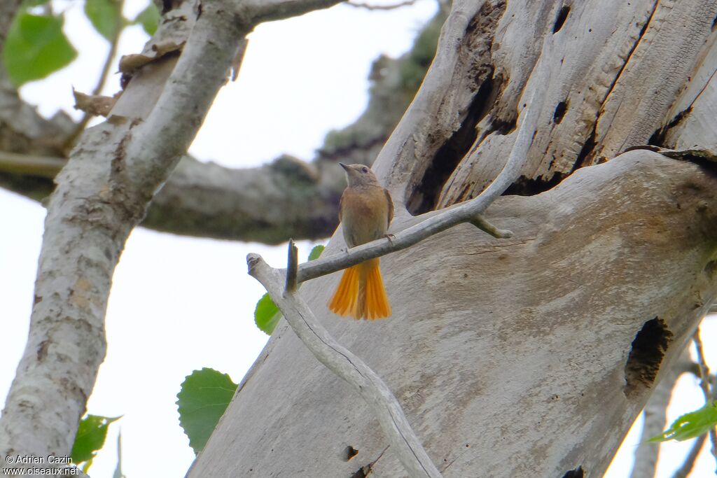 Common Redstart female adult
