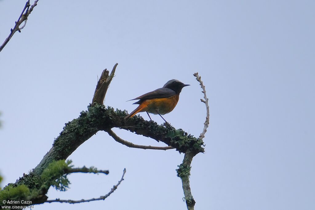 Common Redstart male adult