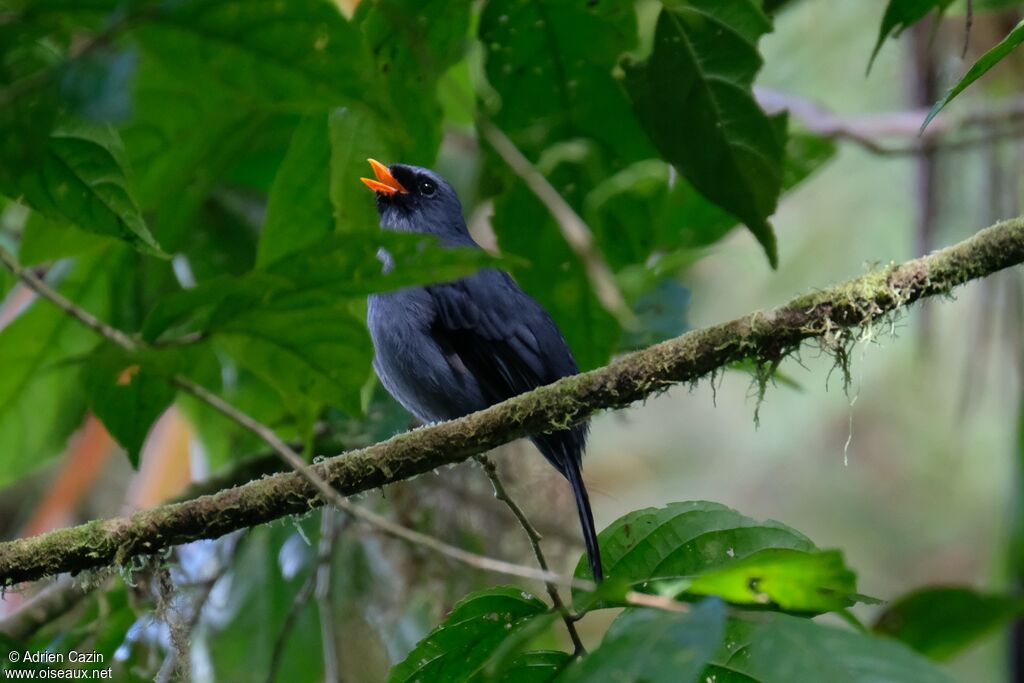 Black-faced Solitaireadult, identification, song
