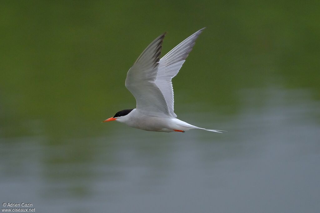 Common Ternadult breeding, Flight