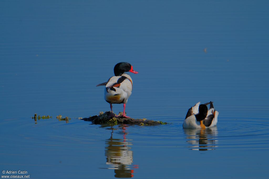 Common Shelduckadult