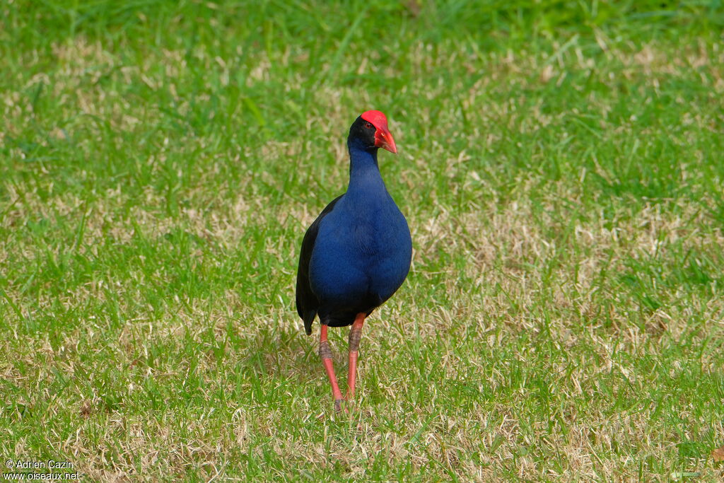 Talève australeadulte
