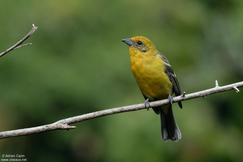Tangara à dos rayé femelle, identification