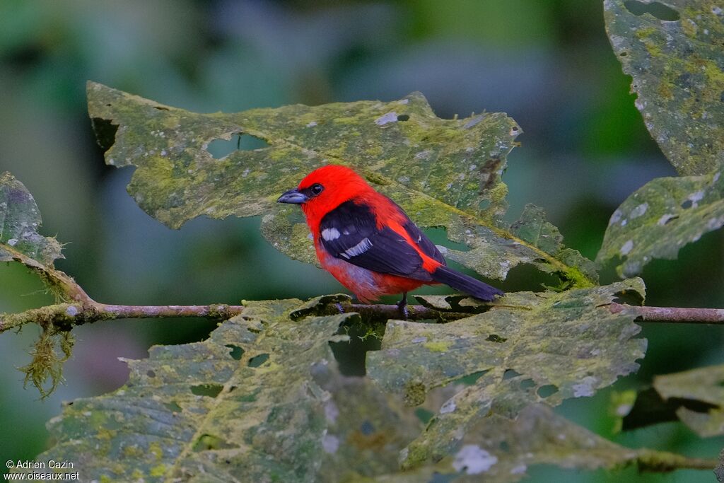Tangara bifascié mâle adulte, identification