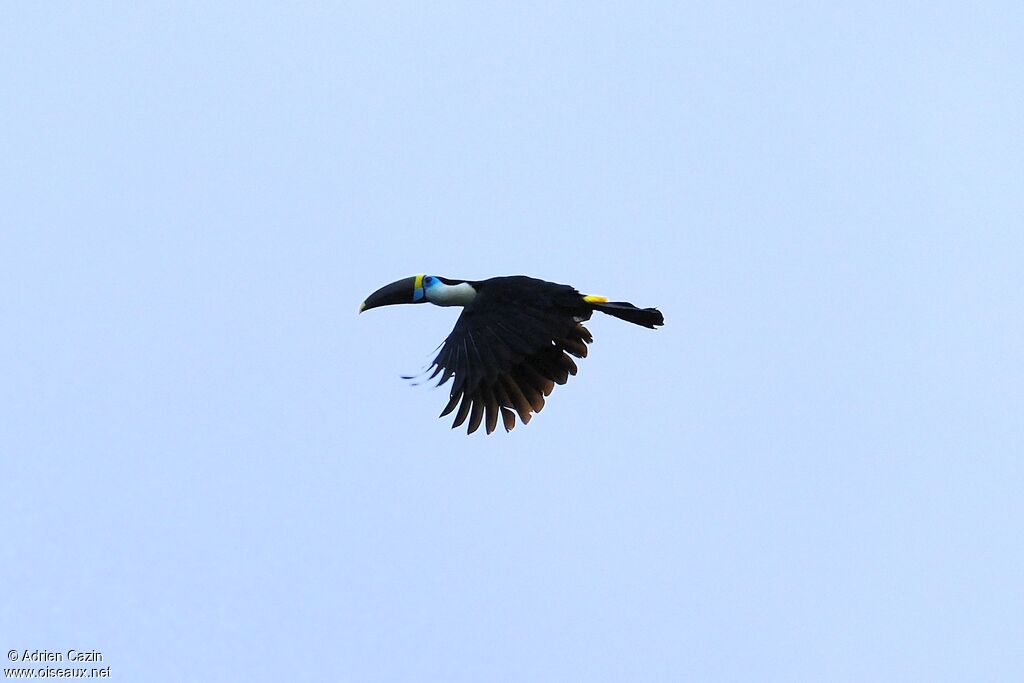 Toucan à bec rougeadulte, Vol
