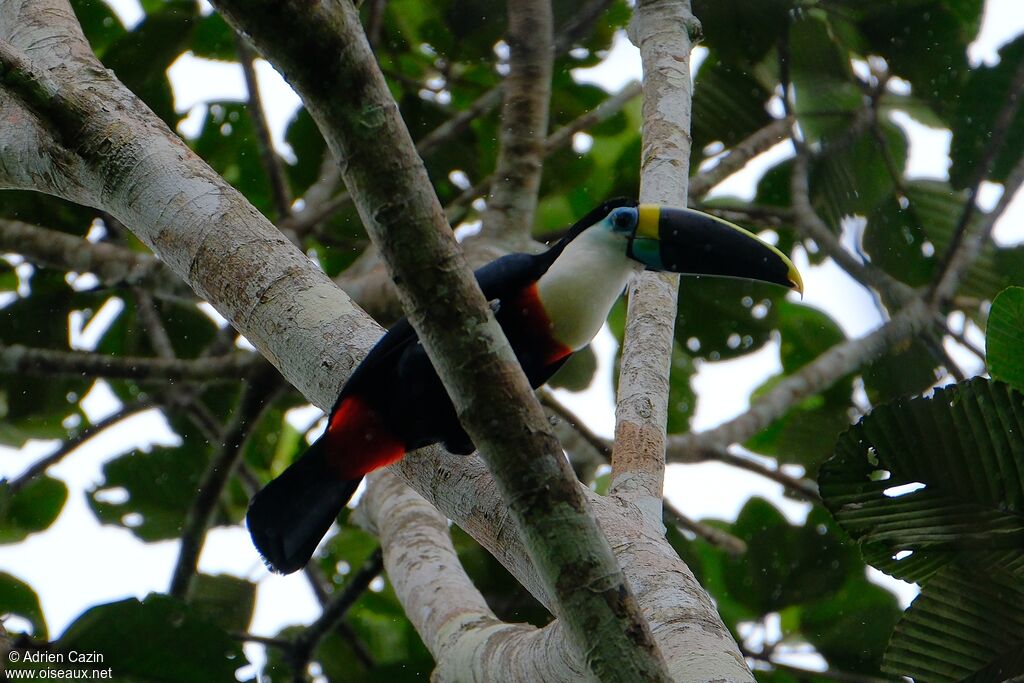 Toucan à bec rougeadulte