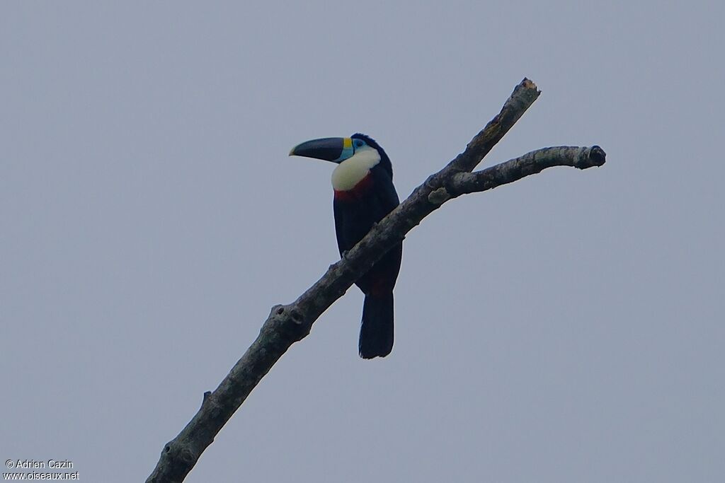 Toucan vitellinadulte