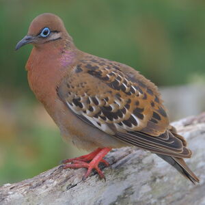 Tourterelle des Galapagos