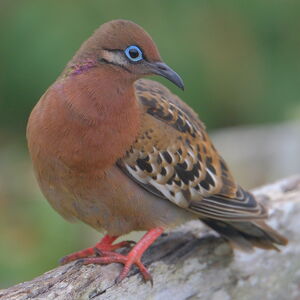 Tourterelle des Galapagos