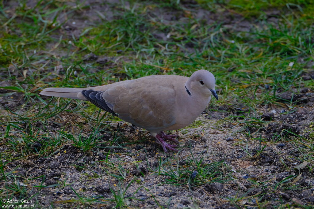 Eurasian Collared Doveadult
