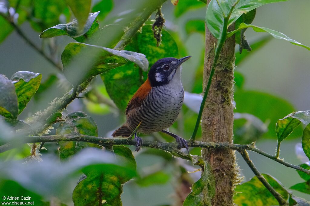 Bay Wrenadult, identification