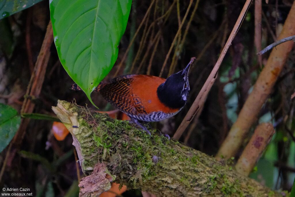 Bay Wrenadult