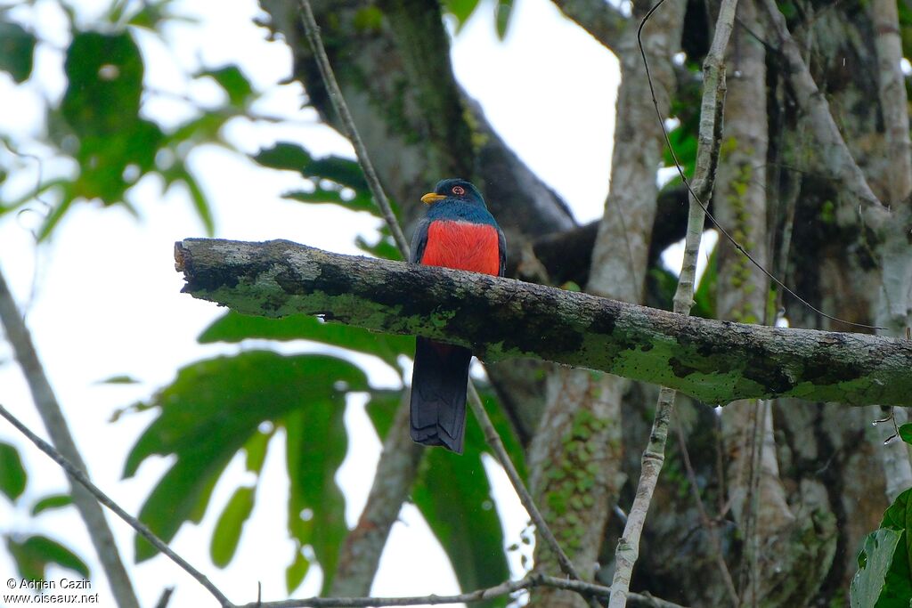 Trogon à queue noire mâle adulte
