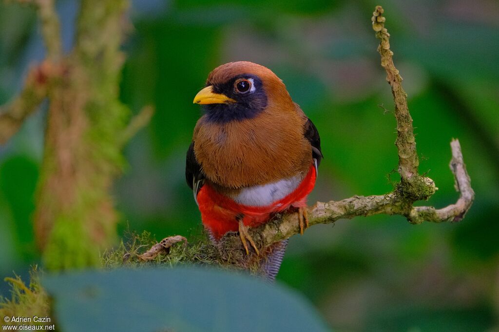 Trogon masqué femelle adulte, portrait