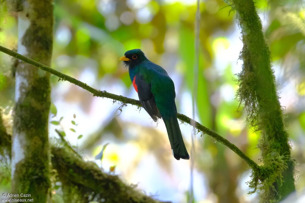 Trogon masqué mâle adulte