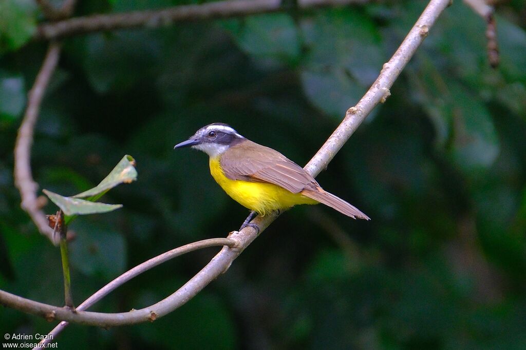 Tyran licteuradulte