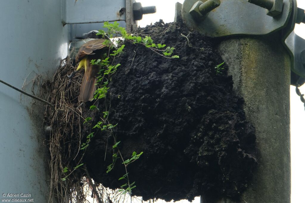 Great Kiskadeeadult, Reproduction-nesting