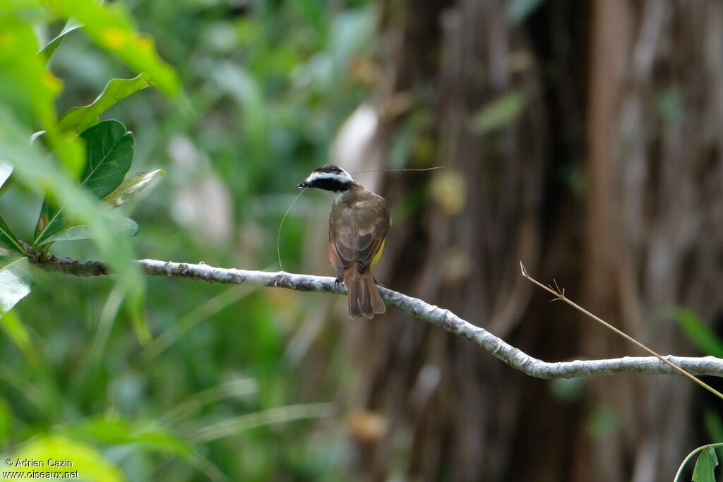 Great Kiskadeeadult, Reproduction-nesting