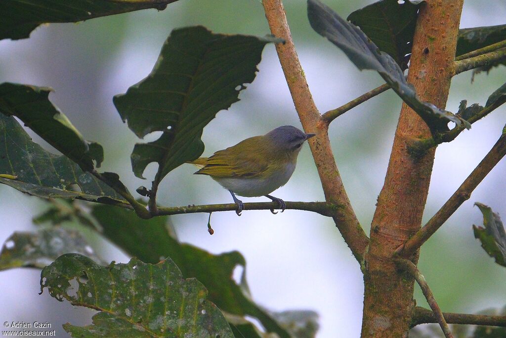 Chivi Vireo