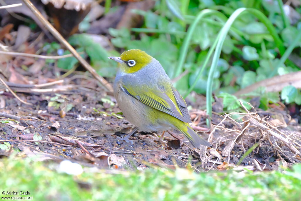 Zostérops à dos gris, marche