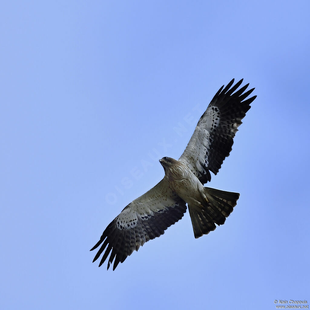 Booted Eagleadult, Flight