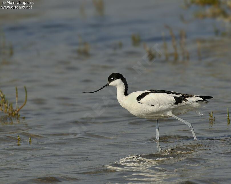 Avocette élégante mâle adulte nuptial, identification, Comportement