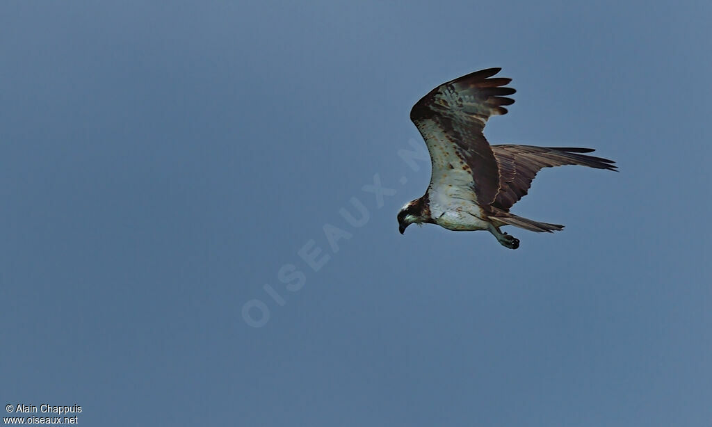 Osprey, identification, Flight, Behaviour